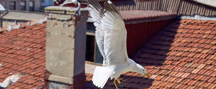 Residential Chimney Animal Removal Solution in Libertyville, IL